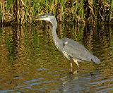 Heron 9P51D-154